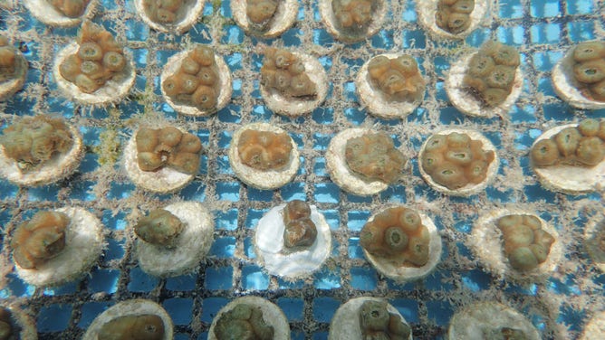 The Keys Marine Laboratory in Long Key, Florida is hosting thousands of coral species amid the ongoing marine heat wave. (Image credit: University of South Florida and Florida Institute of Oceanography’s Keys Marine Laboratory)