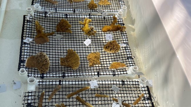 Florida Keys lab races to save - Coral4KeysLab