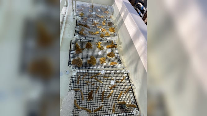The Keys Marine Laboratory in Long Key, Florida is hosting thousands of coral species amid the ongoing marine heat wave. (Image credit: University of South Florida and Florida Institute of Oceanography’s Keys Marine Laboratory)