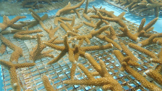 The Keys Marine Laboratory in Long Key, Florida is hosting thousands of coral species amid the ongoing marine heat wave. (Image credit: University of South Florida and Florida Institute of Oceanography’s Keys Marine Laboratory)