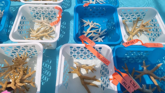The Keys Marine Laboratory in Long Key, Florida is hosting thousands of coral species amid the ongoing marine heat wave. (Image credit: University of South Florida and Florida Institute of Oceanography’s Keys Marine Laboratory)