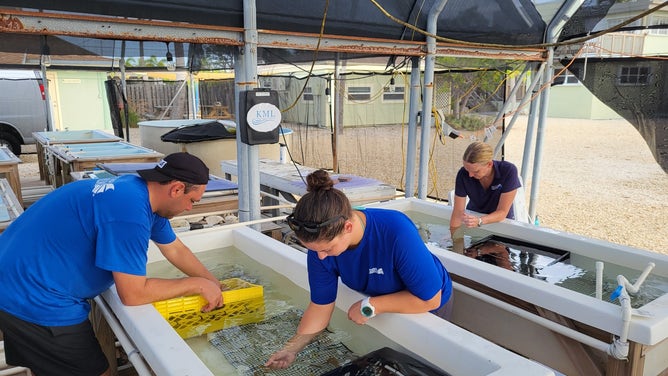The Keys Marine Laboratory in Long Key, Florida is hosting thousands of coral species amid the ongoing marine heat wave. (Image credit: University of South Florida and Florida Institute of Oceanography’s Keys Marine Laboratory)
