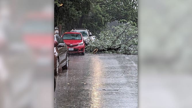 A damaged tree limb is seen in a St. Louis, Missouri, neighborhood after storms moved through the city July 1, 2023.