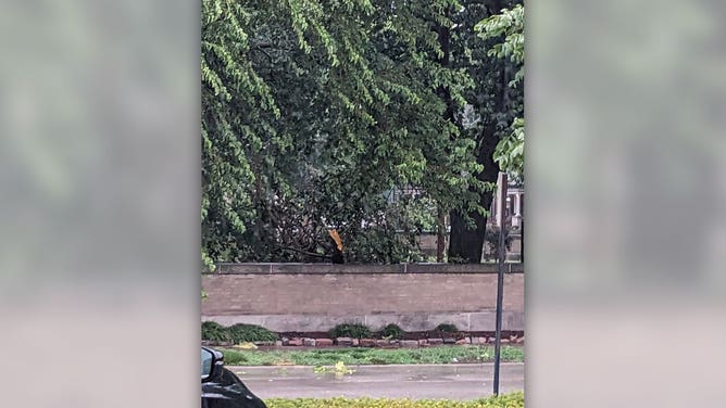 A damaged tree limb is seen in a St. Louis, Missouri, neighborhood after storms moved through the city July 1, 2023.