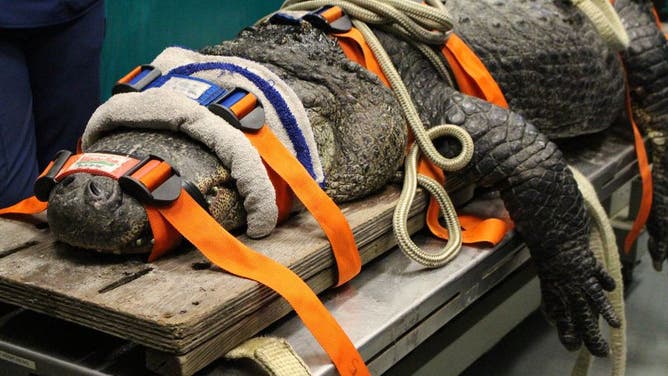 Treating a nearly 400 pound alligator