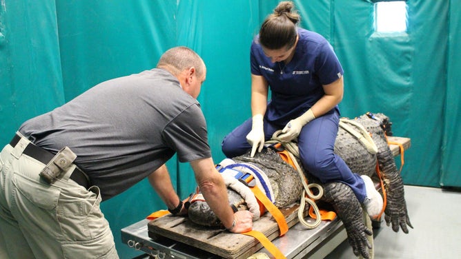 Treating a nearly 400 pound alligator