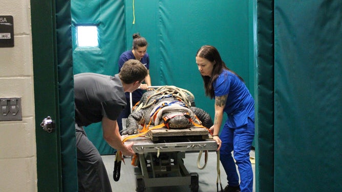 Treating a nearly 400 pound alligator