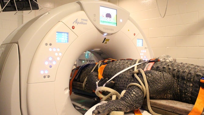 Treating a nearly 400 pound alligator