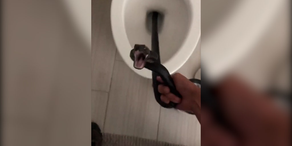 Huge snake slithers from toilet light fitting as children brush teeth below  - World News - Mirror Online