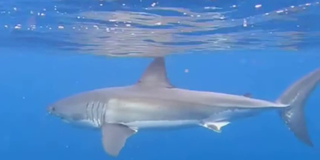 Australian family captures epic video of great white shark