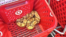 See it: Iowa Target customers shocked to find huge exotic snake curled up in shopping cart