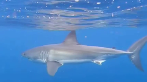 Australian family captures epic video of great white shark circling boat in 'once in a lifetime' experience