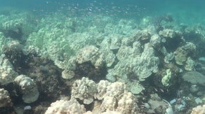 Hurricane Idalia provided cooldown for Florida coral reefs while bleaching continues across Caribbean