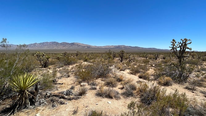 Mojave yucca and Joshua trees in the Mojave National Preserve. August 4, 2023.