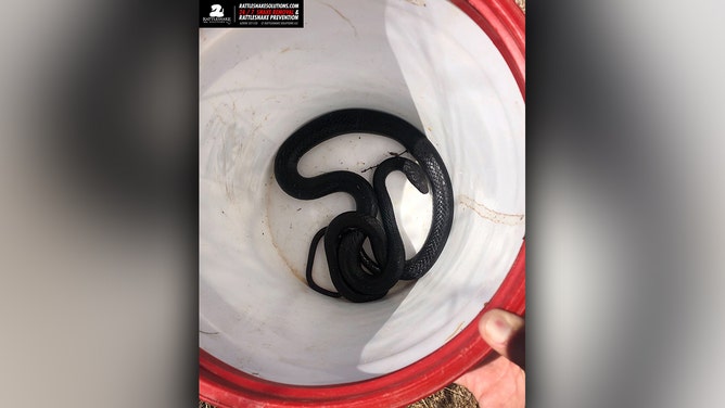 Huge snake slithers from toilet light fitting as children brush teeth below  - World News - Mirror Online