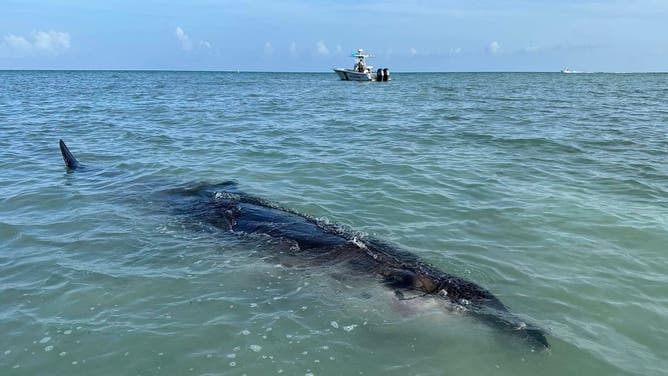Deceased beaked whale off the coast of Florida. August 13, 2023.