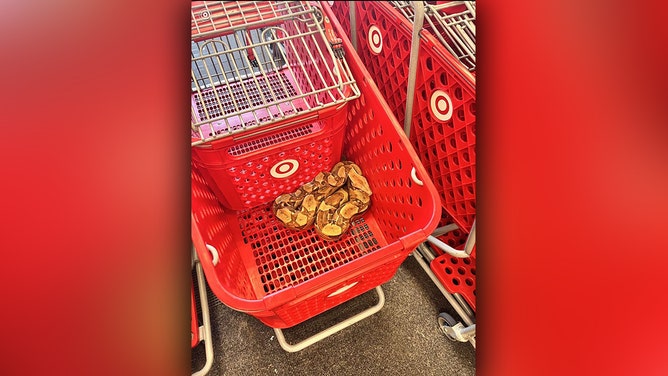 A Columbian red-tailed boa constrictor was found in a shopping cart in the Sioux City Target on Saturday.
