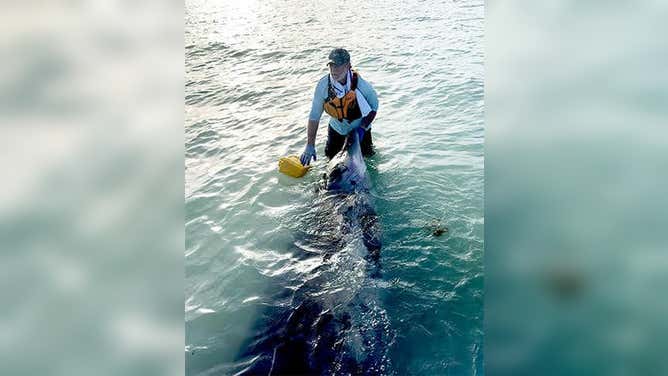 Deceased beaked whale off the coast of Florida. August 13, 2023.