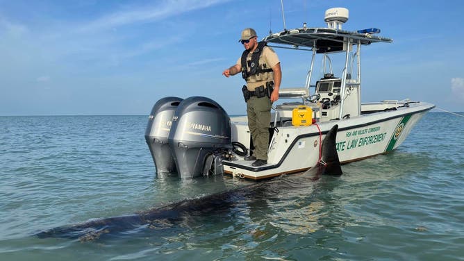 Deceased beaked whale off the coast of Florida. August 13, 2023.