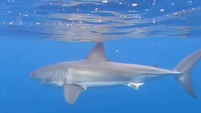 A great white shark is seen in Queensland, Australia.