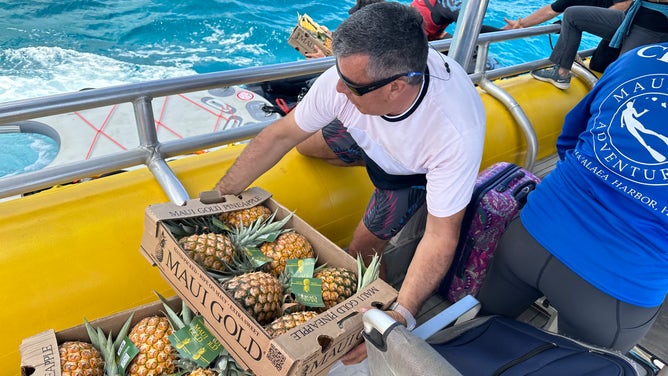 Delivering pineapples by boat.