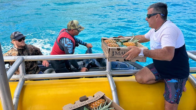 Delivering pineapples by boat.