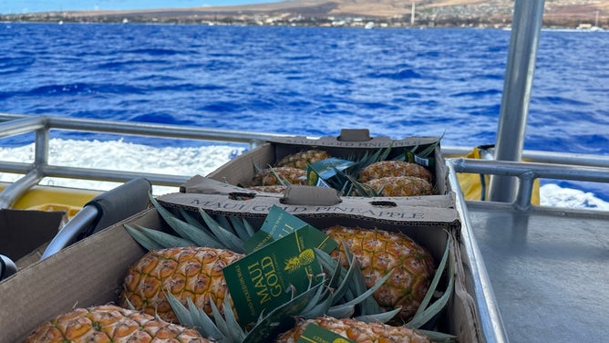 Delivering pineapples to Lahaina.