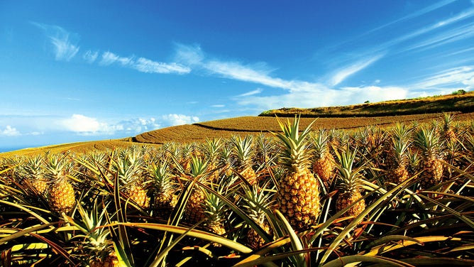 Maui Gold Pineapple farm.