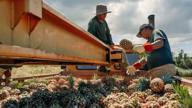 Picking pineapples.