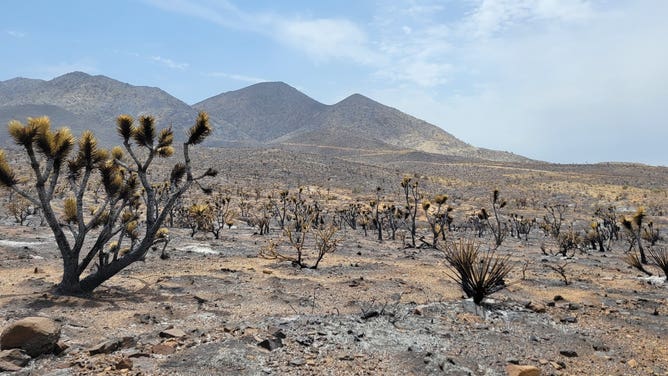 A charred landscape remains after the York Fire burned through part of the Mojave National Preserve. August 4, 2023.