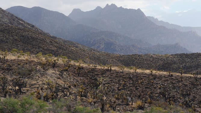 A thin, golden line of unburned land next to a charred landscape. August 5, 2023.
