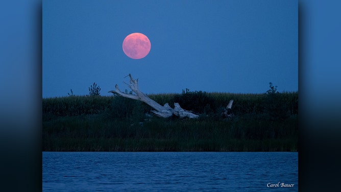 Carol Bauer shot this photo of August’s second full moon rising over Graceville, Minnesota, on Wednesday, August 30, 2023.