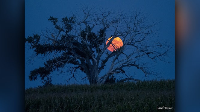 Carol Bauer shot this photo of August’s second full moon rising over Graceville, Minnesota, on Wednesday, August 30, 2023.