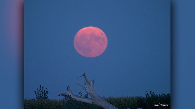Carol Bauer shot this photo of August’s second full moon rising over Graceville, Minnesota, on Wednesday, August 30, 2023.