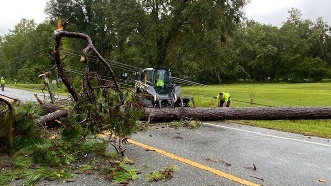 Tree that fell onto a road and power line in Florida.