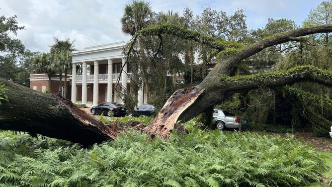 A 100-year-old oak tree fell on the Florida Governor's Mansion on August 30, 2023 during Hurricane Idalia.