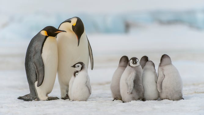 ANTARCTICA - 2010/10/18: A group of Emperor penguins (Aptenodytes forsteri) with chicks on the fast ice at the Emperor penguin colony at Snow Hill Island in the Weddell Sea in Antarctica. (Photo by Wolfgang Kaehler/LightRocket via Getty Images)