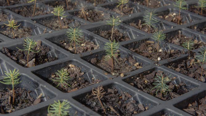 Climate Change Threat to Red Spruce FLETCHER, NC - NOVEMBER 3 Seed trays hold red spruce trees cultivated inside the nursery at the Southern Highlands Reserve in Lake Toxaway, North Carolina on Friday, November 4, 2022. Climate change is posing a threat to the red spruce, and the federal government is working with the Southern Highlands Reserve to restore red spruces throughout the Southern Appalachian region. (Photo by Jacob Biba for The Washington Post via Getty Images)