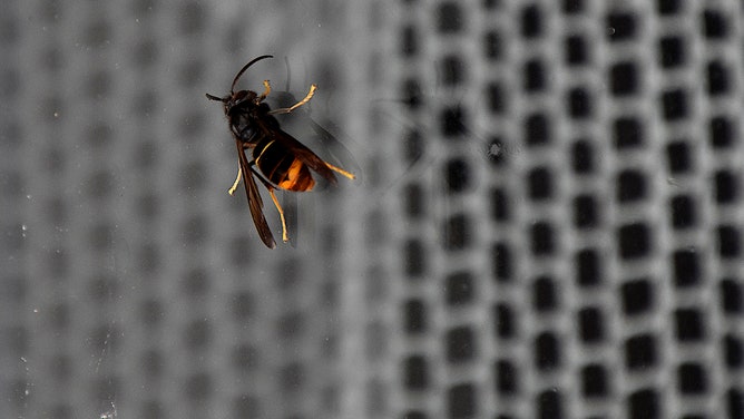 An Asian hornet seen on a window pane