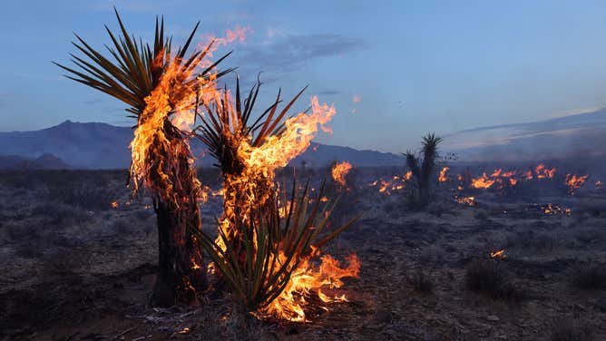 Yuccas burn during the York Fire in the Mojave National Preserve on July 30, 2023. The York Fire has burned over 70,000 acres, including Joshua trees and yucca in the Mojave National Preserve, and has crossed the state line from California into Nevada. (Photo by DAVID SWANSON / AFP) (Photo by DAVID SWANSON/AFP via Getty Images)