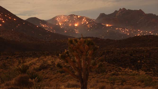 A Joshua Tree is seen as the York fire burns in the distance in the Mojave National Preserve on July 30, 2023. The York Fire has burned over 70,000 acres, including Joshua trees and yucca in the Mojave National Preserve, and has crossed the state line from California into Nevada. (Photo by DAVID SWANSON / AFP) (Photo by DAVID SWANSON/AFP via Getty Images)