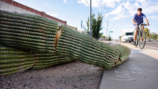 A cyclist passes recently fallen arms from a damaged saguaro cactus resting along a sidewalk on August 3, 2023 in Mesa, Arizona. The cacti are threatened by a number of issues linked to climate change and are under increased stress from extreme heat during Arizona’s brutal summer heat wave. Three saguaro cacti have lost an arm or fallen over in the past week at Phoenix’s Desert Botanical Garden.