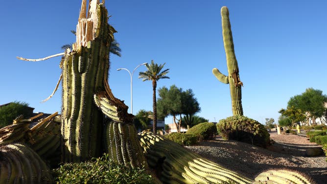 A recently fallen saguaro cactus and a damaged saguaro cactus which lost an arm are viewed on August 3, 2023 in Phoenix, Arizona. The cacti are under increased stress from extreme heat during Arizona’s brutal summer heat wave and are threatened by a number of issues linked to climate change.