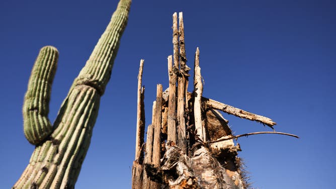 A saguaro cactus (L) remains standing next to a dead saguaro decaying in the Sonoran Desert on August 4, 2023 near Apache Junction, Arizona