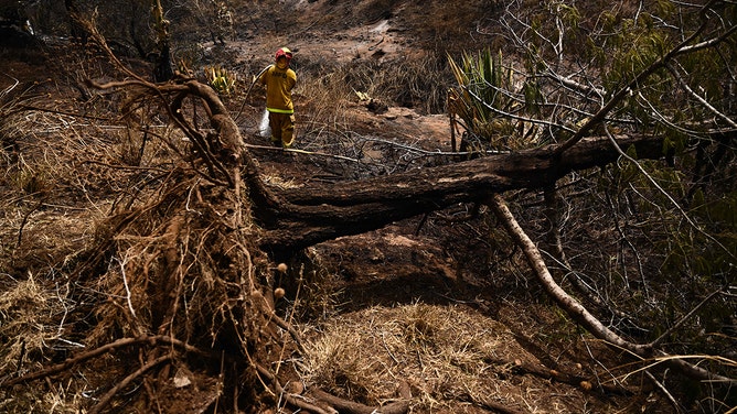 A fallen tree uprooted by high winds rests on the ground as a Maui County firefighter uses a hose line to extinguish a fire near homes during the upcountry Maui wildfires in Kula.