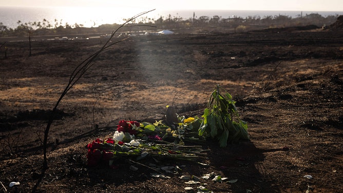An offering of flowers is left on the ground following the Maui fires in Lahaina, West Maui, Hawaii, August 16, 2023.