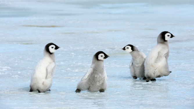 ANTARCTICA - 2010/10/20: Antarctica, Weddell Sea, Snow Hill Island, Emperor Penguins Aptenodytes forsteri, Group Of Chicks Walking On Ice Between Sattelite Colonies. (Photo by Wolfgang Kaehler/LightRocket via Getty Images)