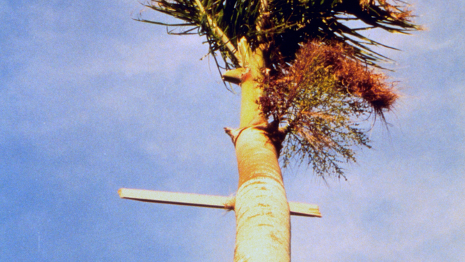 A photo showing a large piece of wood that was blown through the middle of a palm tree during Hurricane Andrew in South Florida in 1992.