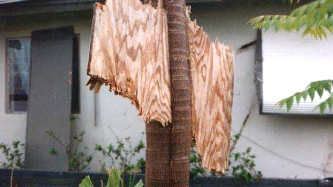A photo showing a piece of plywood through a palm tree after Hurricane Andrew in South Florida in 1992.