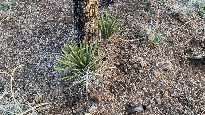Photo of new growth on a Joshua Tree in Mojave National Preserve after a fire